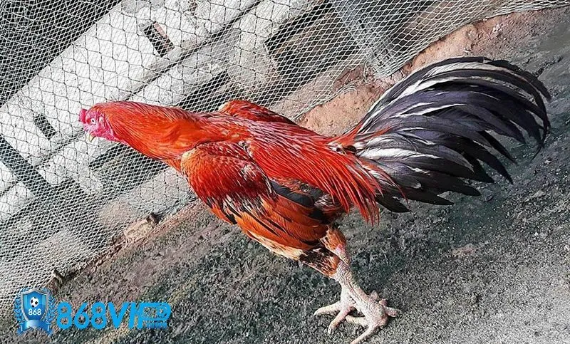 Giải mã gà điều mạng gì trong đá gà