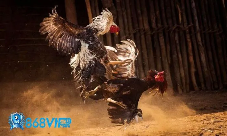 Tổng quan về đá gà 868vip 