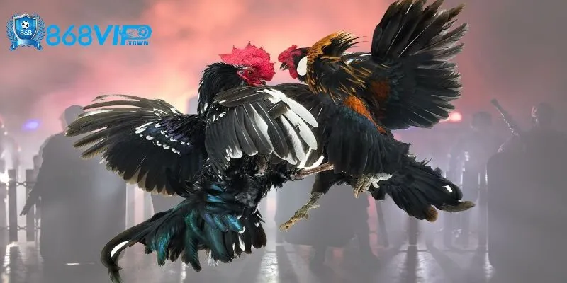 Tổng quan về đá gà 868Vip